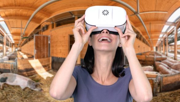 BV-Screen-VR-Brille-360-Grad-Öko-Schweinehof-02 virtueller Bauernhof - in 360 Grad mit der VR-Brille erleben
